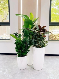 深挖宁波余姚花木出租价格，不容错过！